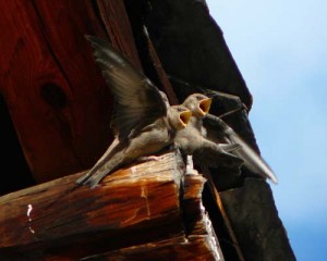 begging-crag-martins