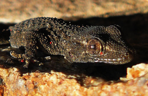 black gecko