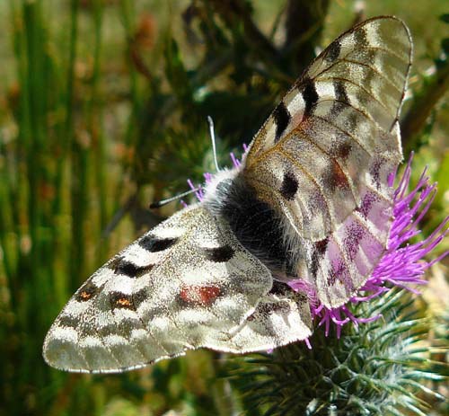 parnassius-apollo parnassius-apollo