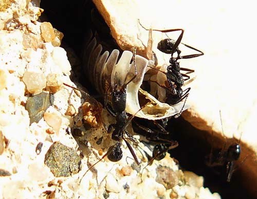 ants-squeeze-woodlouse-through-hole ants-squeeze-woodlouse-through-hole