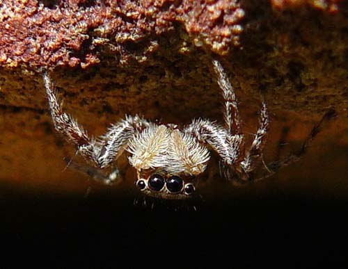 jumping-spider-menemerus-semilimbatus jumping-spider-menemerus-semilimbatus