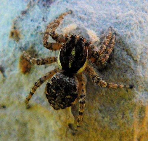 menemerus-semilimbatus-jumping-spider-from-above menemerus-semilimbatus-jumping-spider-from-above