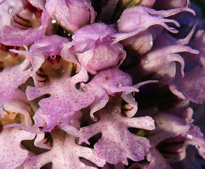 conical-orchid-close-up conical-orchid-close-up