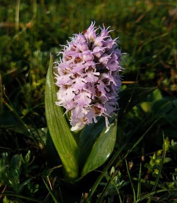 conical-orchid-orchis-conica conical-orchid-orchis-conica