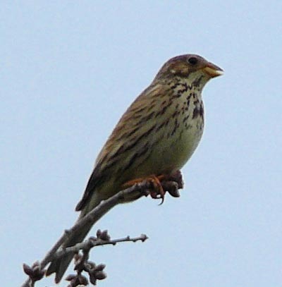 corn-bunting corn-bunting