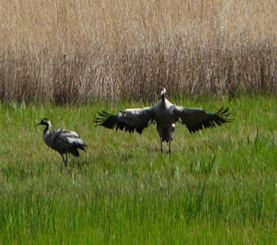 cranes-resting-in-the-aiguamolls cranes-resting-in-the-aiguamolls