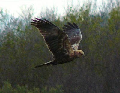 marsh-harrier-patrolling-the-aiguamolls marsh-harrier-patrolling-the-aiguamolls