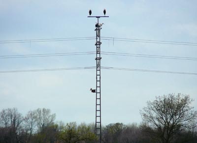 storks-and-kestrels-on-pylon-in-the-aiguamolls storks-and-kestrels-on-pylon-in-the-aiguamolls