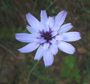 cupids-dart-flower-catananche-caerulea cupids-dart-flower-catananche-caerulea