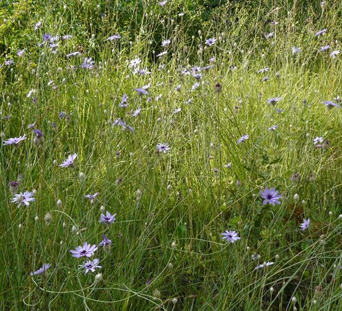 cupids-dart-in-july-catananche-caerulea cupids-dart-in-july-catananche-caerulea
