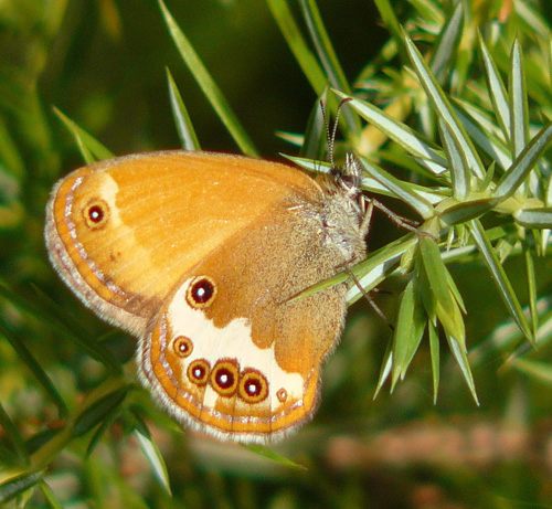 pearly-heath-butterfly-coenonympha-arcania-in-july pearly-heath-butterfly-coenonympha-arcania-in-july