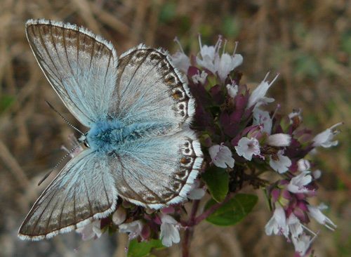 provence-chalk-hill-blue-polyommatus-hispana-in-spain provence-chalk-hill-blue-polyommatus-hispana-in-spain