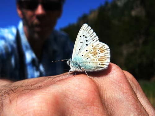 butterfly-taking-salts butterfly-taking-salts