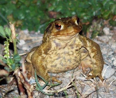 common-toad-bufo-bufo-out-night-walking common-toad-bufo-bufo-out-night-walking