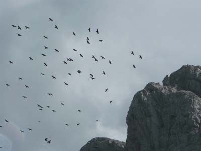 flock-of-alpine-choughs-in-pyrenees flock-of-alpine-choughs-in-pyrenees