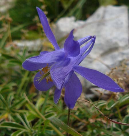 grannys-nightcap-aquilegia-pyrenaica grannys-nightcap-aquilegia-pyrenaica