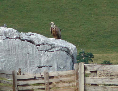 griffon-vulture-perching-by-sheep-pen griffon-vulture-perching-by-sheep-pen