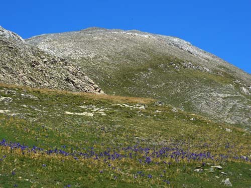 irises-in-the-pyrenees-iris-latifolia irises-in-the-pyrenees-iris-latifolia