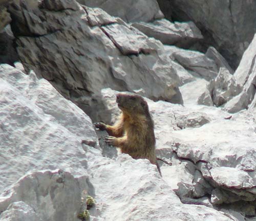 marmot-in-pyrenees-huesca marmot-in-pyrenees-huesca
