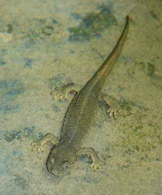 pyrenean-newt-euproctus-asper pyrenean-newt-euproctus-asper