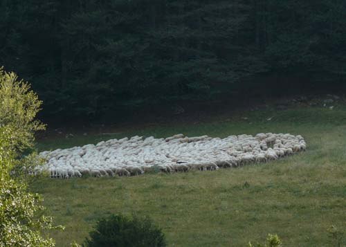 sheep-in-a-wheel sheep-in-a-wheel