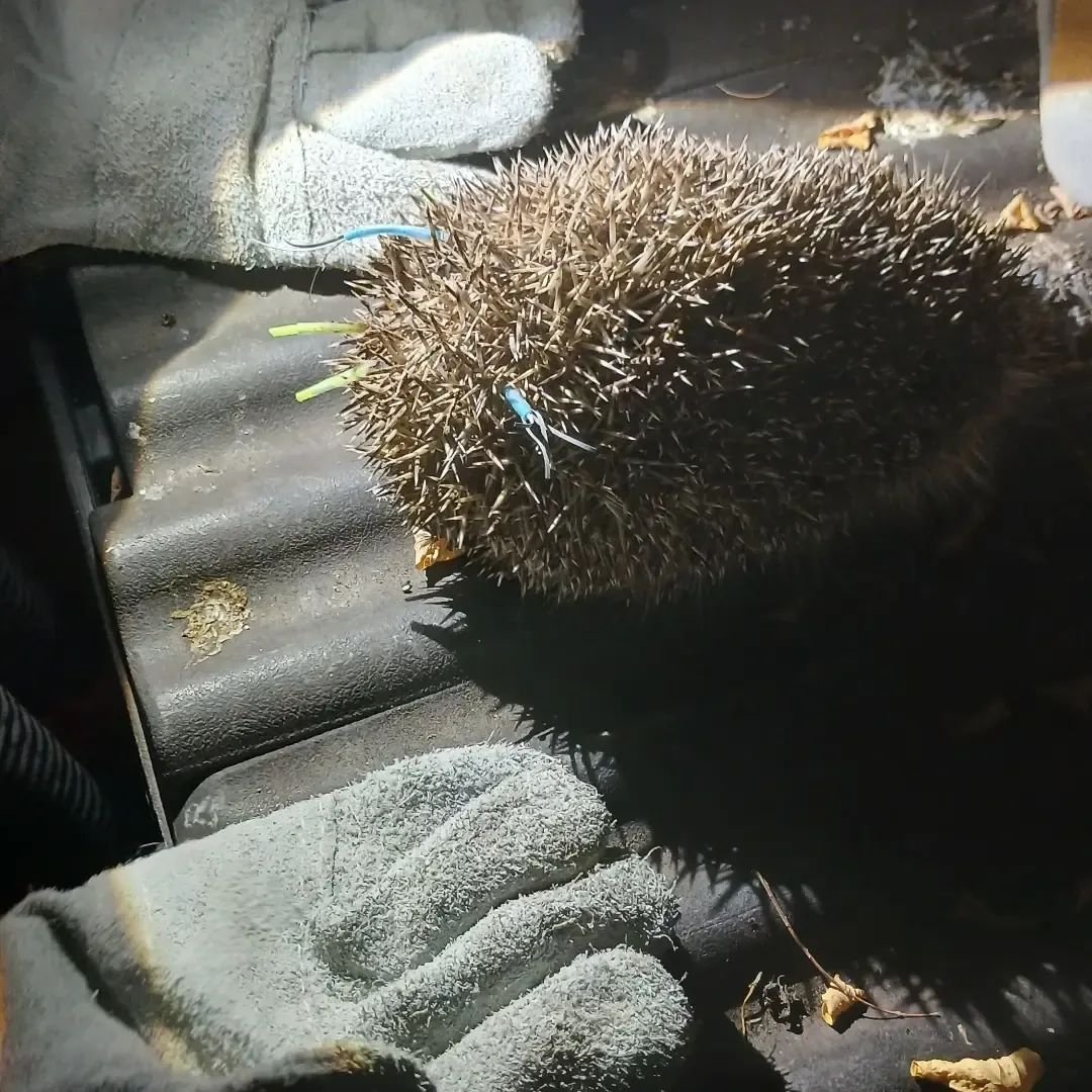 Urban hedgehog