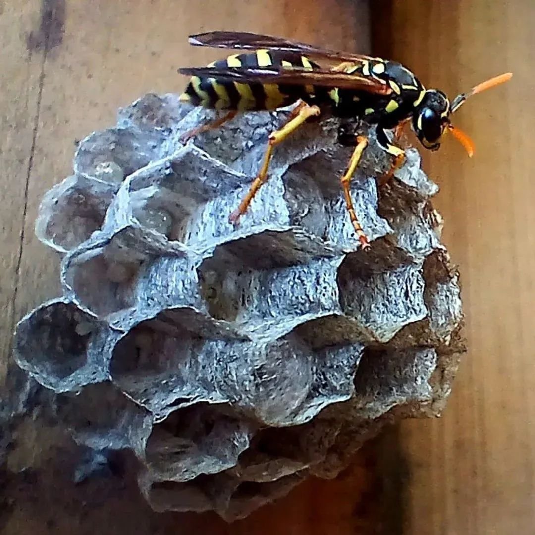 Paper wasp on nest