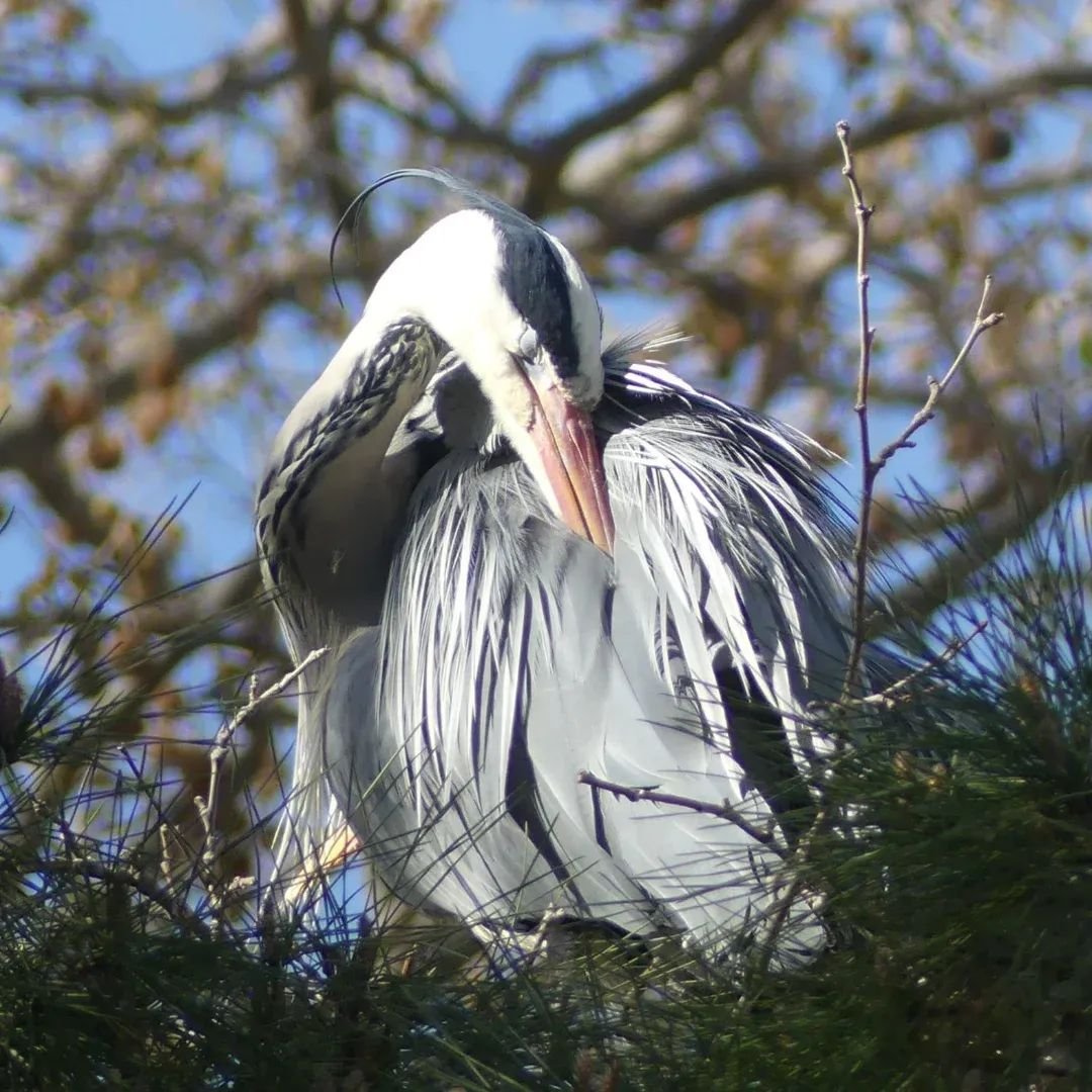 Heron in Barcelona