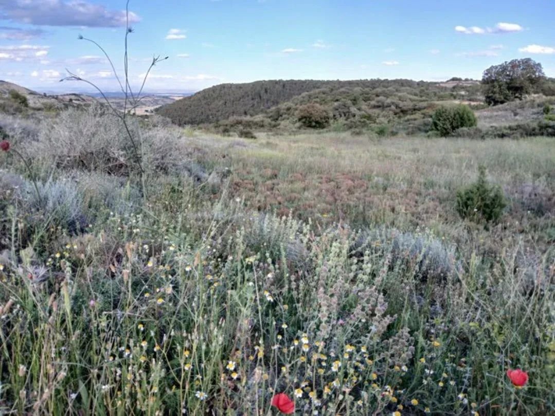 The Sierra de Alcubierre