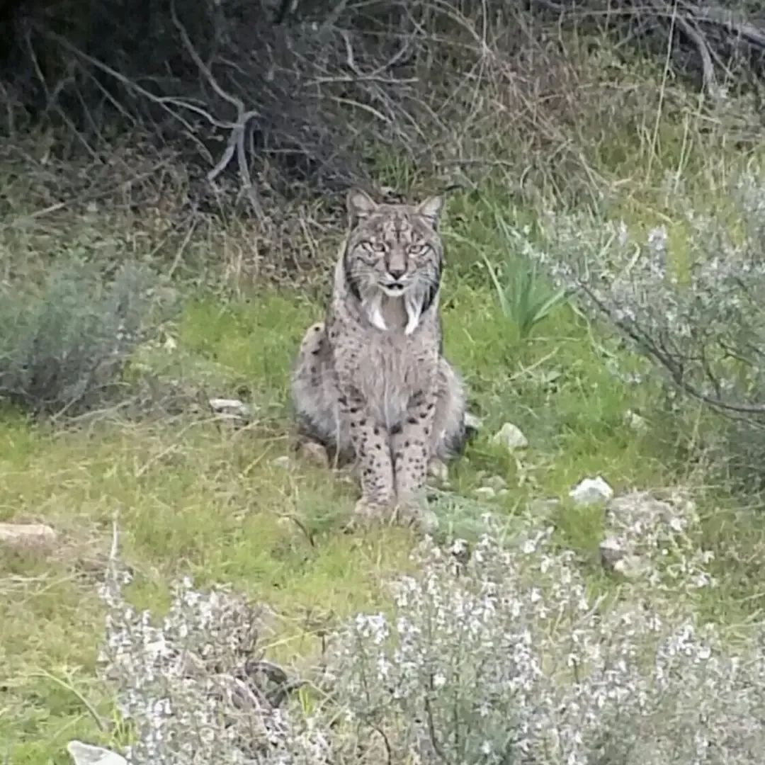 Iberian lynx in Andújar
